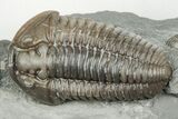 Two Flexicalymene Trilobite Fossils - Mt Orab, Ohio #199507-3